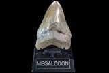 Serrated, Fossil Megalodon Tooth #86071-1